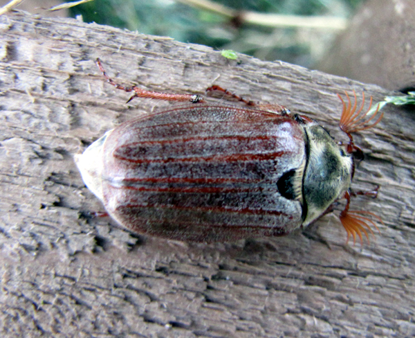 cockchafer