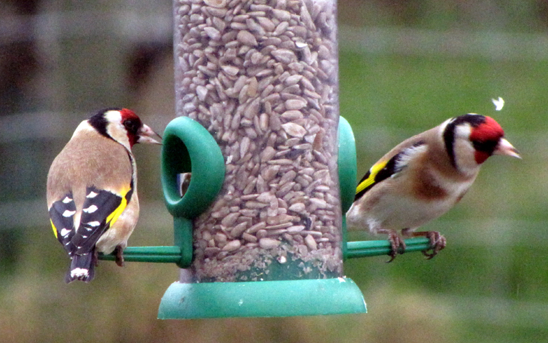 Goldfinches