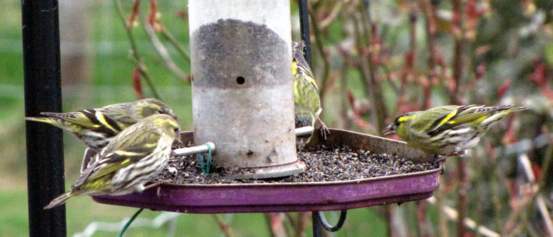 Siskins